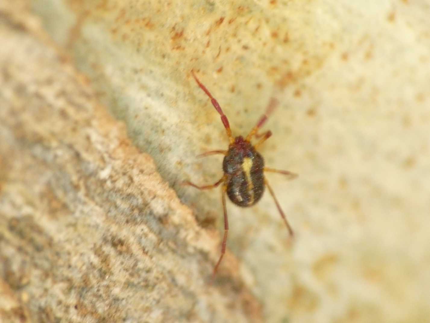 Erythraeus sp. di Israele, Lazio e Sardegna